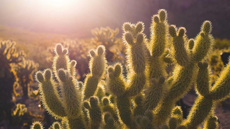 情绪管理指南:5个科学方法让心灵重获自由