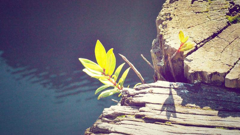 「饮食黄金法则」:解锁营养搭配的养生密码