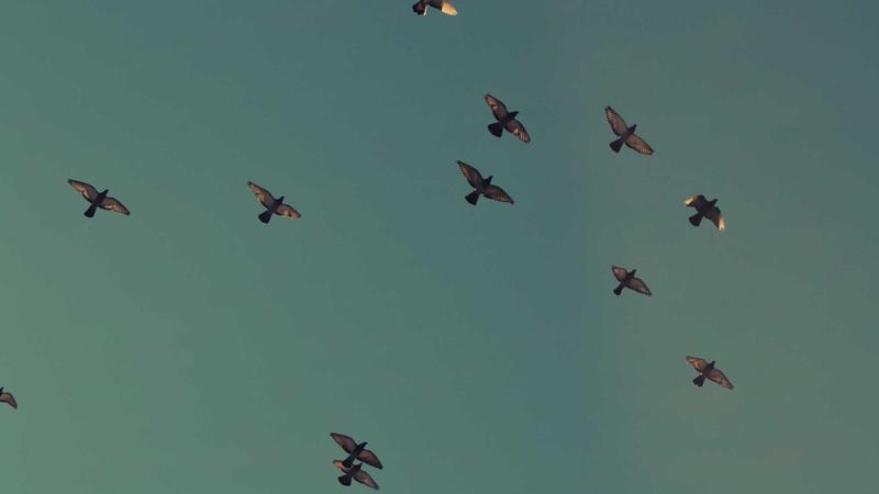 「饮食黄金法则」：科学搭配三餐，吃出健康免疫力